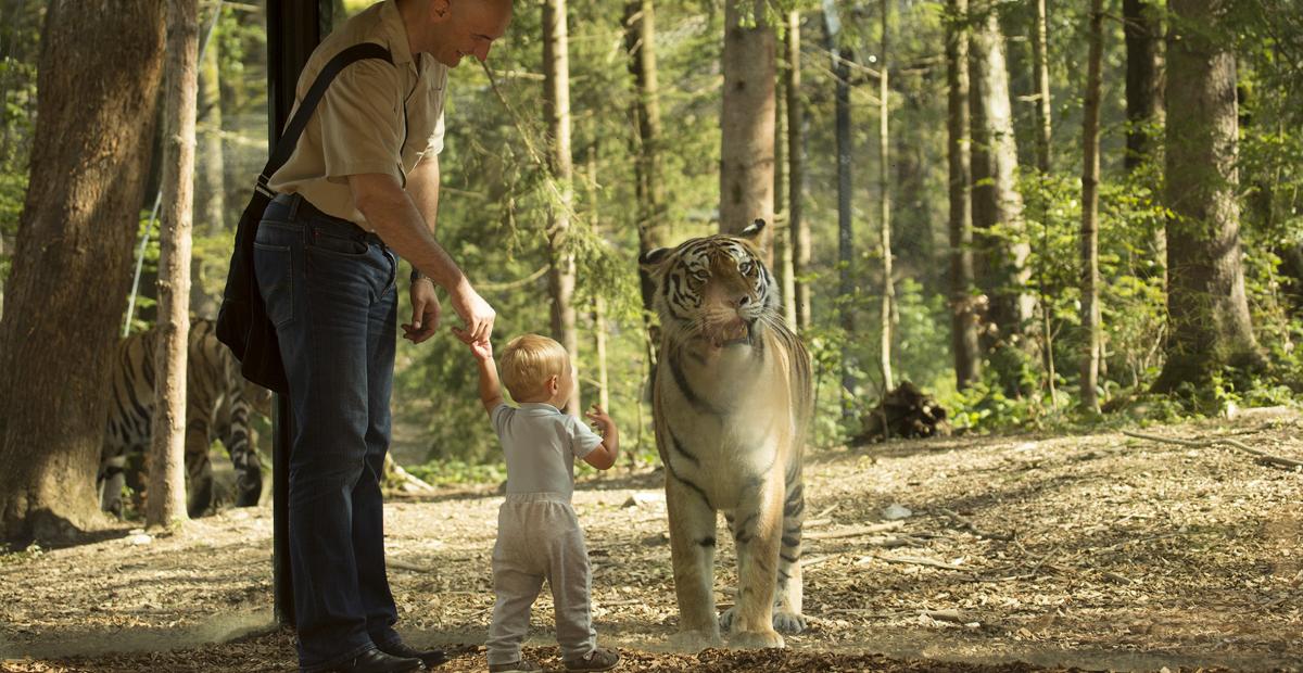 Srecanje s tigrom, foto: Arhiv JZ Živalski vrt