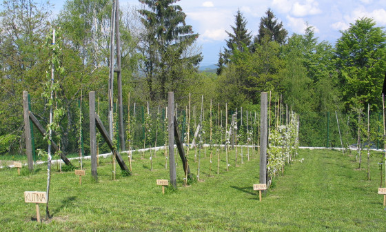 Šolski sadovnjak podružnične šole Janče. Foto: Maruška Markovčič
