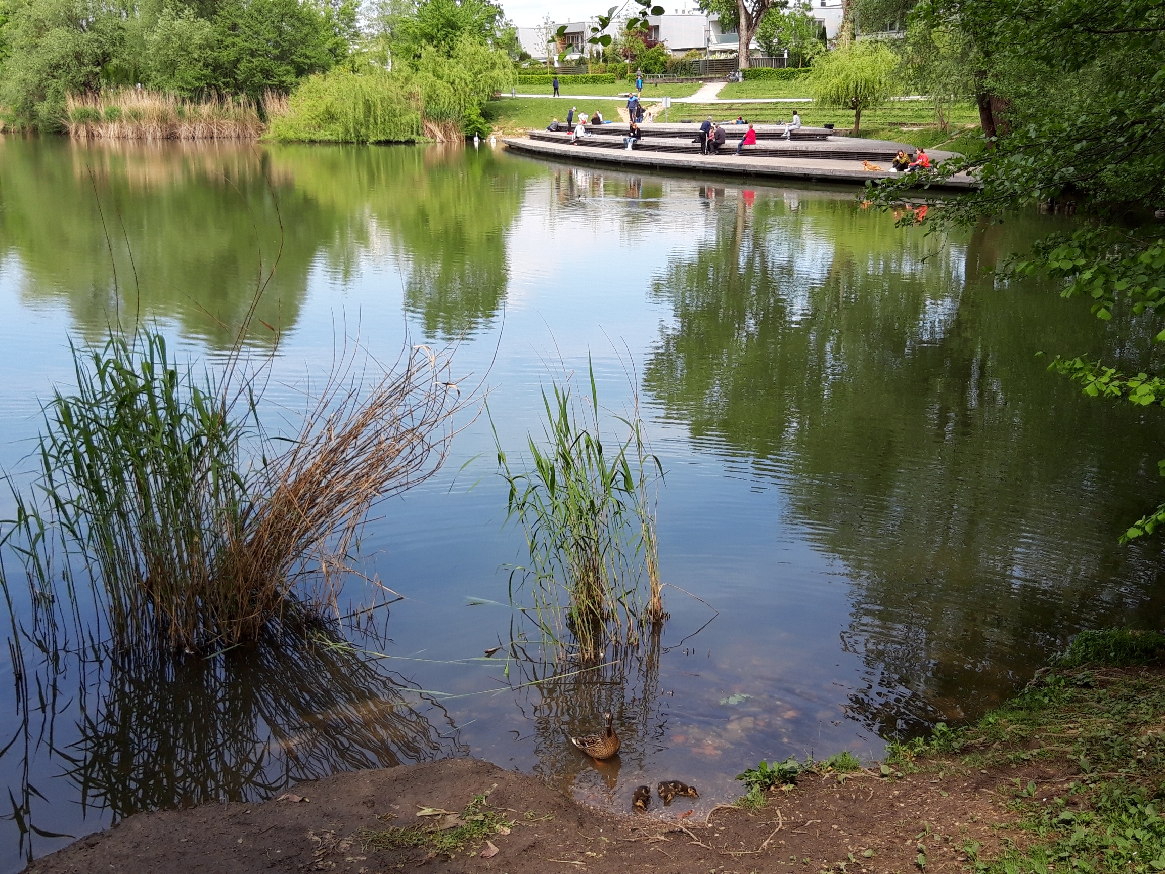 200503 Koseški bajer labodi VKontićBezjak (3)