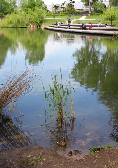 200503 Koseški bajer labodi VKontićBezjak (3)