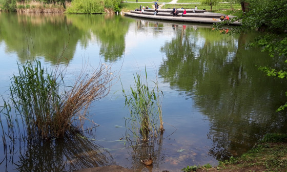 200503 Koseški bajer labodi VKontićBezjak (3)