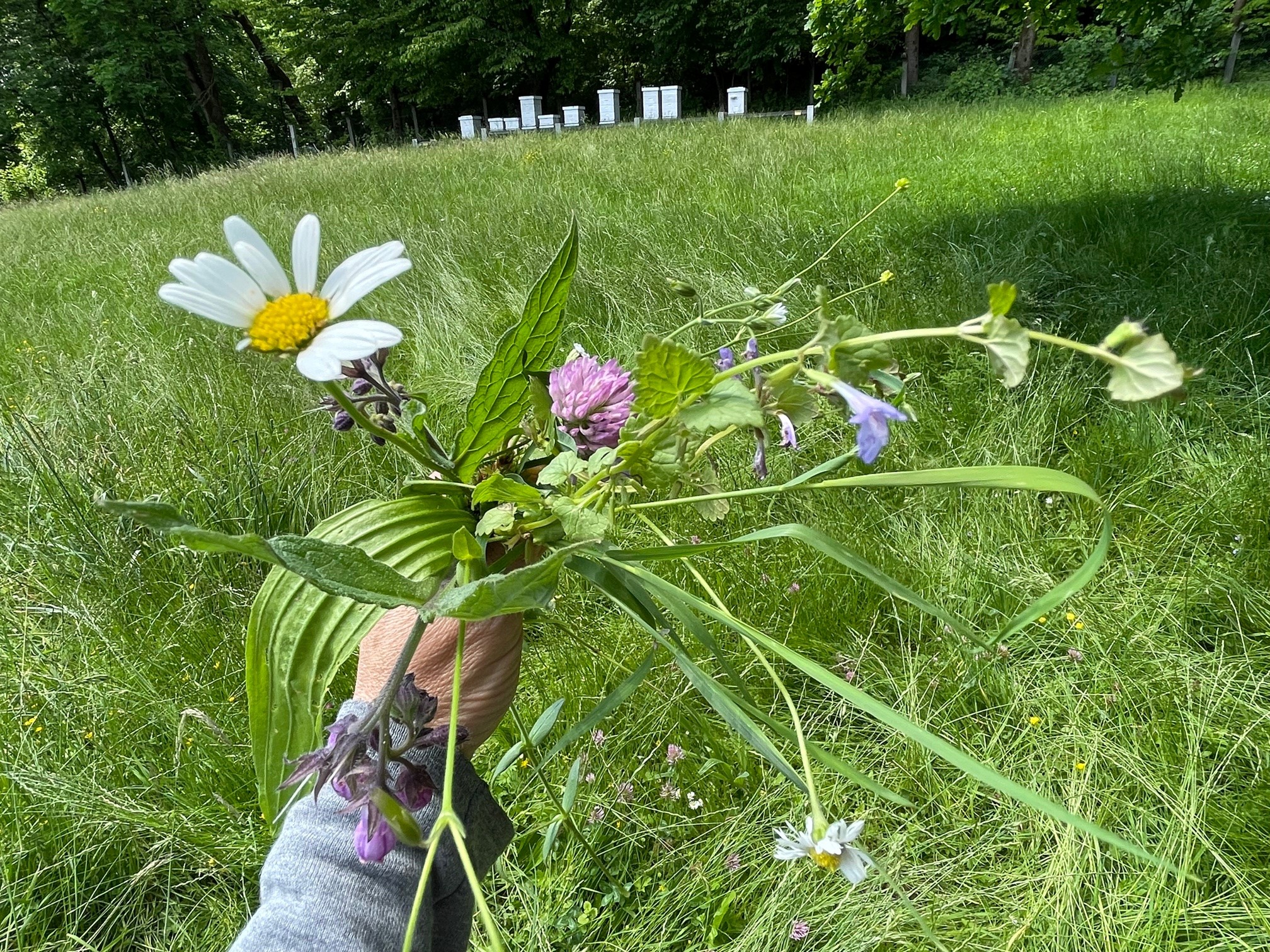 Biodiverziteta