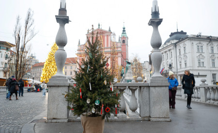 20251203 zelena drevesa nrovan 006