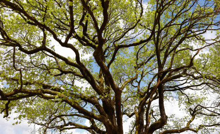 pogled v krošnjo drevesa leta 2025, v ozadju se vidi modro nebo