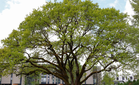 mogočen hrast v Trnovem