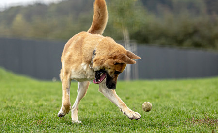 Kuža v zavetišču se igra z žogo