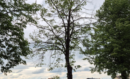 3017707 Lipovec   Tilia cordata