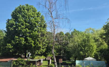 3024089 Breza, navadna   Betula pendula