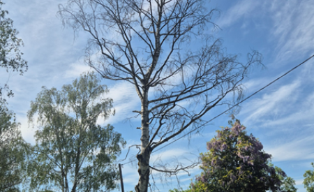 3025072 Breza, navadna   Betula pendula