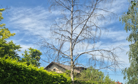 3232234 Breza, navadna   Betula pendula