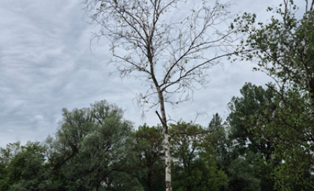 3234761 Breza, navadna   Betula pendula