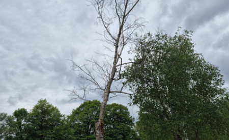 3234771 Breza   Betula sp.