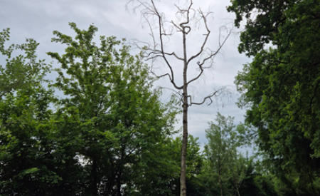 3234797  Breza   Betula sp.