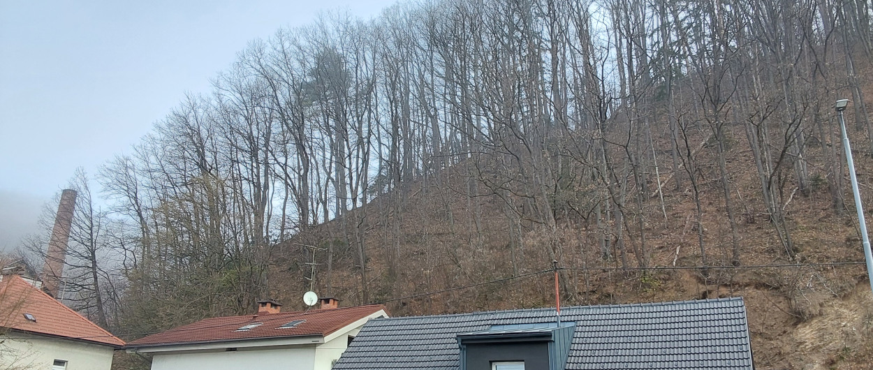 Nevarno drevje na strmi brežini nad Dolenjsko cesto