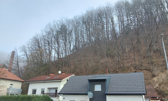 Nevarno drevje na strmi brežini nad Dolenjsko cesto