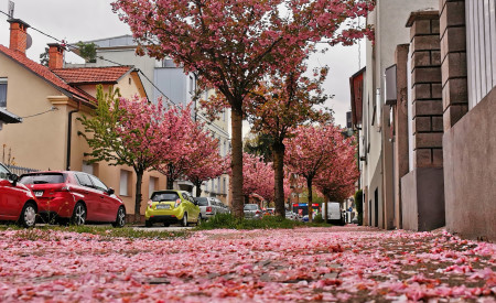 roza listi japonskih češenj ležijo na tleh, v ozadju drevesa 
