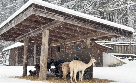 Alpaka januar 2026 foto ZOO Ljubljana