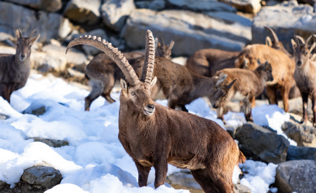 Alpski kozorog Arhiv ZOO Ljubljana