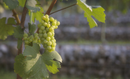 Grajski vinograd2. Foto Miha Mally 2