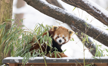 Mačji panda Arhiv ZOO Ljubljana