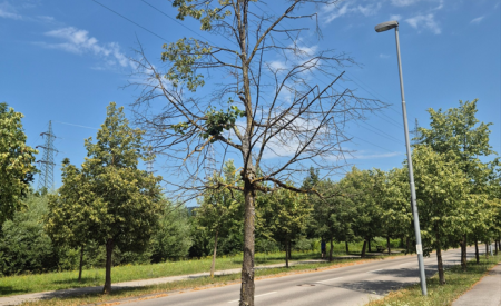 Na cesti Pod Kamno Gorico bomo odstranili dva suha lipovca foto VOKA SNAGA 2