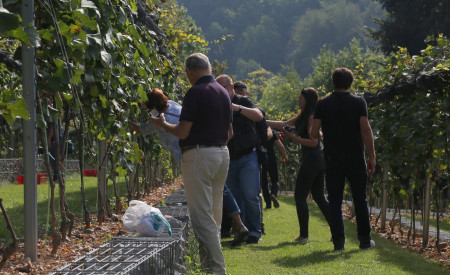 Prva trgatev september 2019. Foto Miha Mally 2