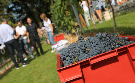 Prva trgatev september 2019. Foto Miha Mally 3