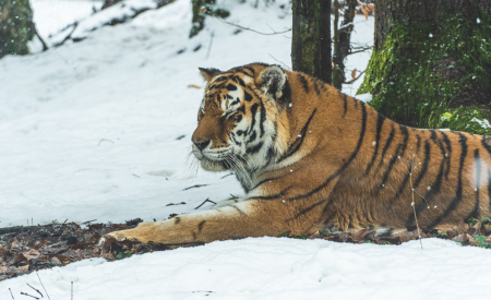Sibirski tiger Arhiv ZOO Ljubljana