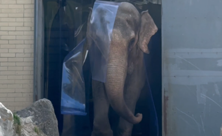 Slonica Ganga ima od lani nove lamelne zavese, da se lahko odloči, kdaj želi na svež zrak in kdaj bi raje ostala na toplem. Vir: ZOO Ljubljana