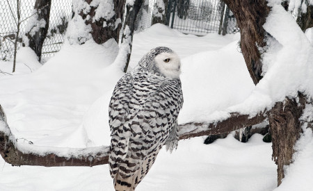 Snežna sova januar 2026 foto ZOO Ljubljana