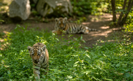 Tigrice ZOO Ljubljana (1)