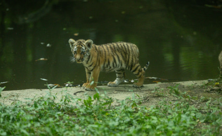 Tigrice ZOO Ljubljana (3)