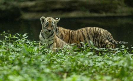 Tigrice ZOO Ljubljana (4)