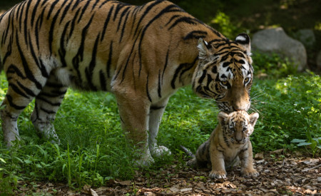 Tigrice ZOO Ljubljana (5)