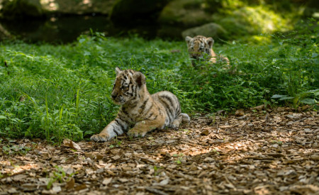 Tigrice ZOO Ljubljana (7)