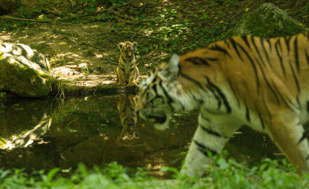 Tigrice ZOO Ljubljana (8)