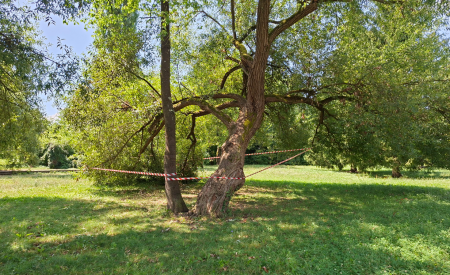 Vrbo v Barjanskem parku bomo nadomestili predvidoma v jesenskem času