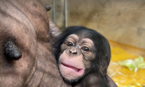 šimpanz Togo