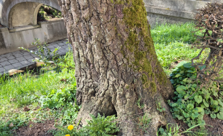 poškodovane korenine drevesa