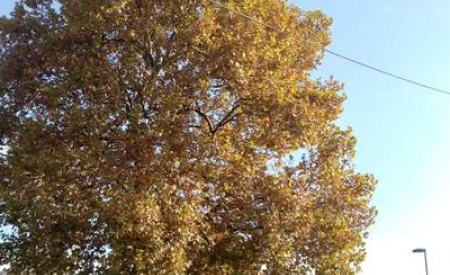 javorolistna platana