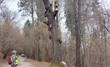 obžagovanje Francoska TRŠ