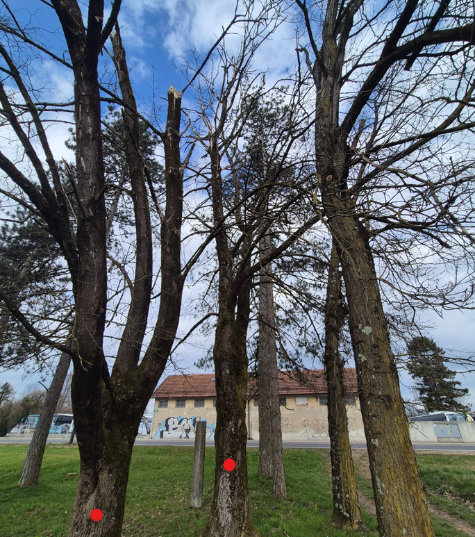 posušena drevesa, označena z rdečimi pikami