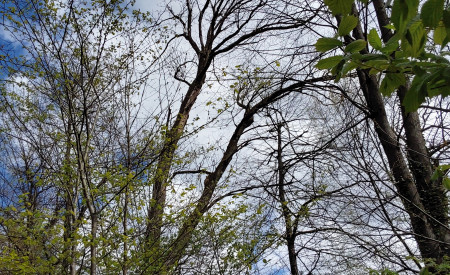 sušica posek 49.1k.o.Prule