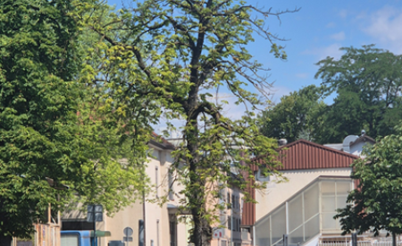 šuštarjevo nabreežje
