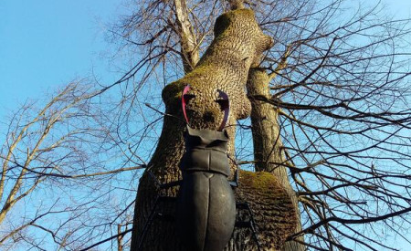hrošč veliki rogač na deblu drevesa hrast