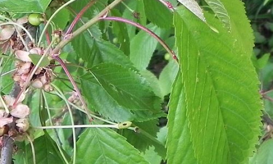 cesnja