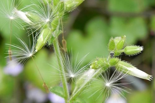 grad cerastium ali