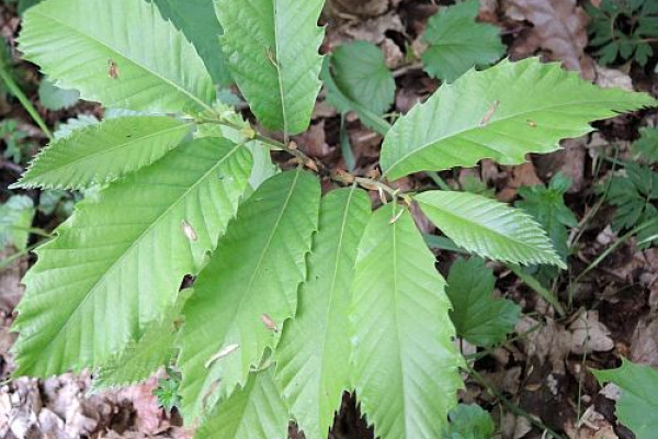grad csativa