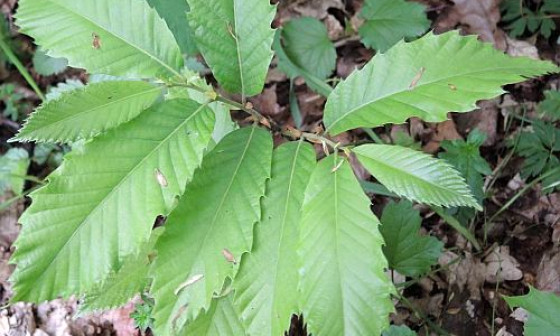 grad csativa