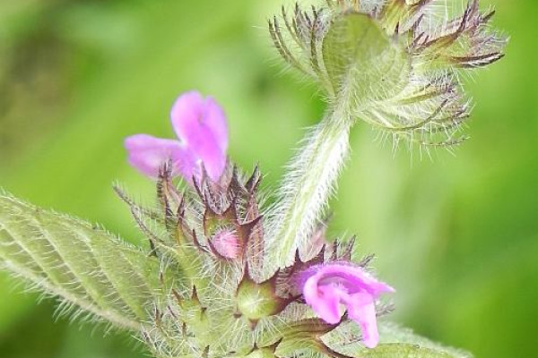 grad cvulga